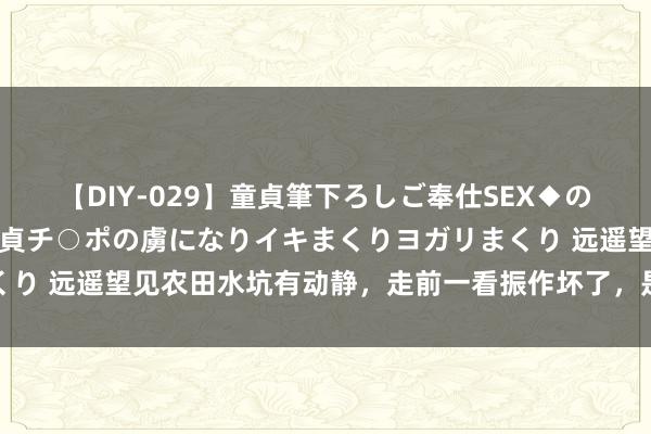 【DIY-029】童貞筆下ろしご奉仕SEX◆のはずが媚薬で一転！！童貞チ○ポの虜になりイキまくりヨガリまくり 远遥望见农田水坑有动静，走前一看振作坏了，是一只值钱土货